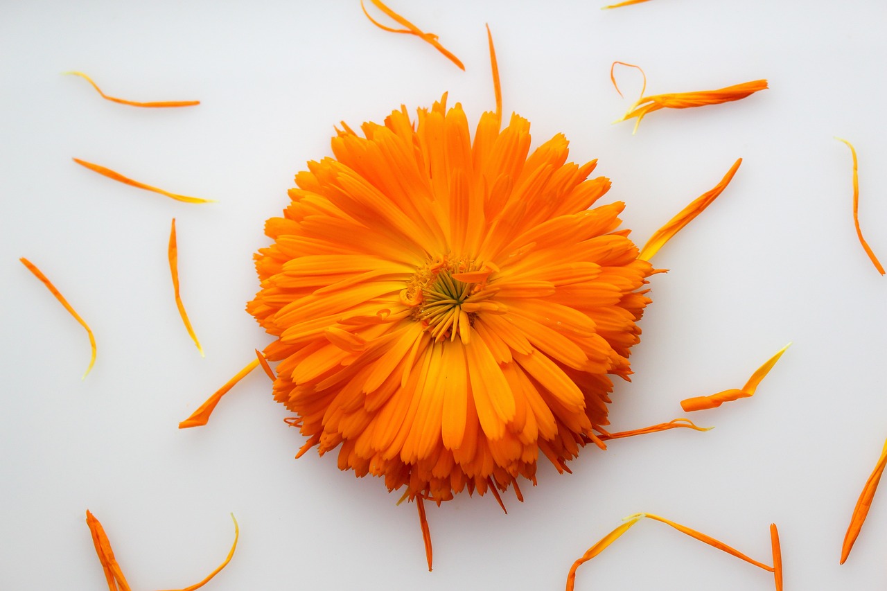 The Ultimate Guide to Calendula Tea: Benefits, Uses, and How to Make It