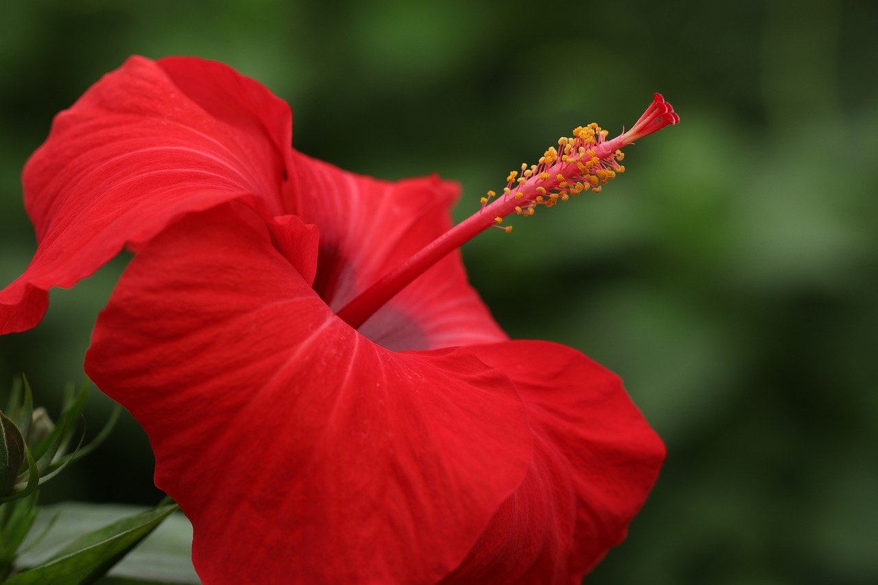 Hibiscus Tea: A Floral Elixir for Health and Wellness