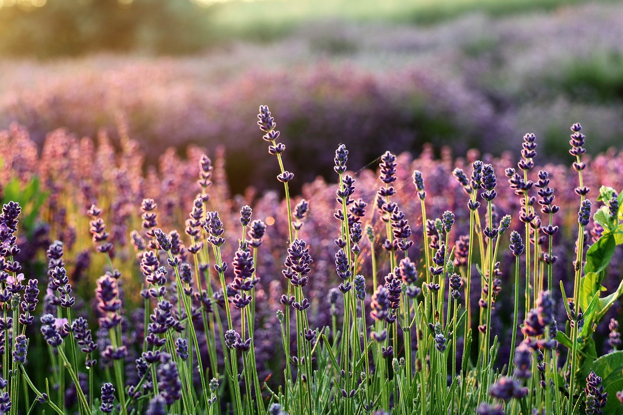 Lavender Tea: A Soothing Elixir for Mind, Body, and Soul