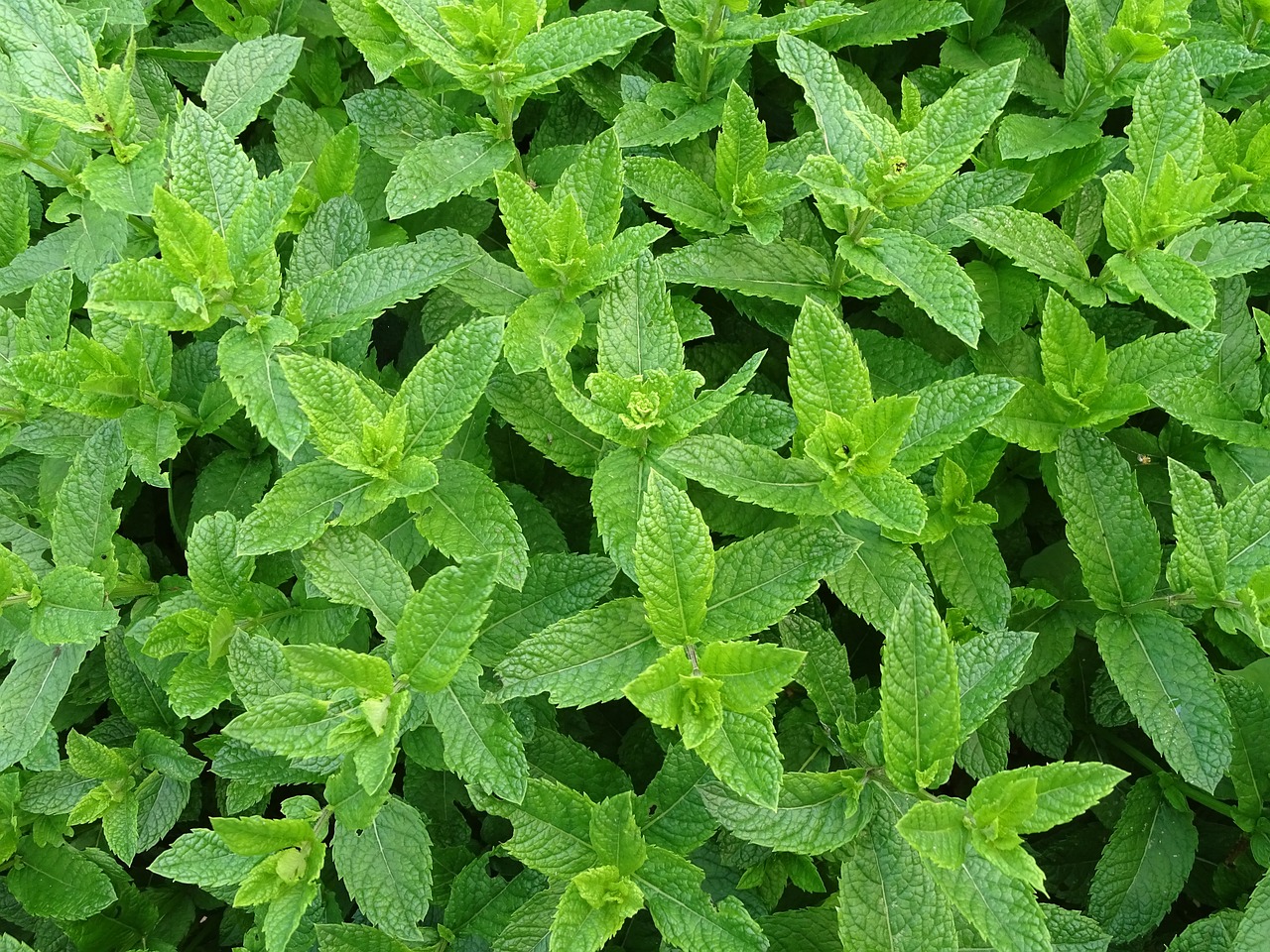 Peppermint Tea: A Refreshing Elixir for Mind and Body